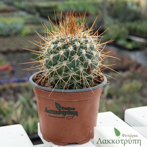 Mammillaria craigii