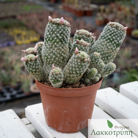 Mammillaria giselae