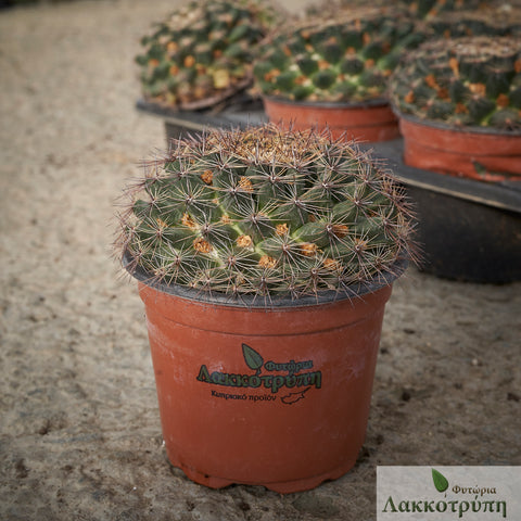 Mammillaria heyderi