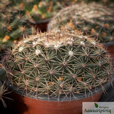 Mammillaria heyderi