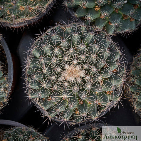 Mammillaria heyderi