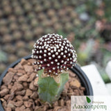 Mammillaria luethyi