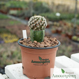 Mammillaria roemeri