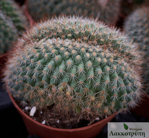 Mammillaria spinosissima rubrispina cristata