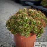 Mammillaria surculosa