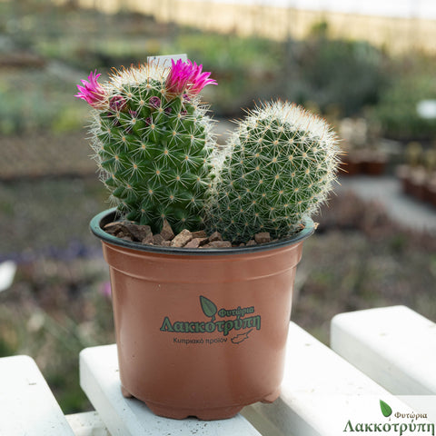 Mammillaria bella