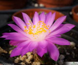 Mammillaria haudeana
