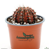 Gymnocalycium mihanovichii variegata