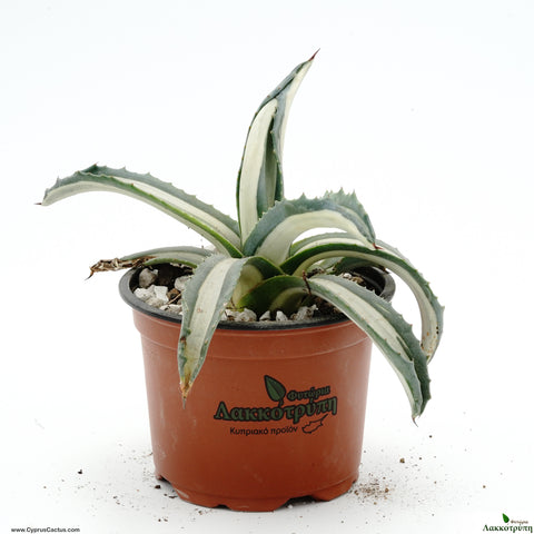 Agave Americana mediopicta alba