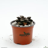Haworthia emelyea