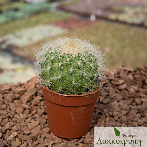 Matucana crinifera