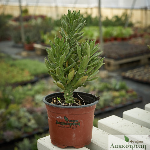 Monadenium guentheri