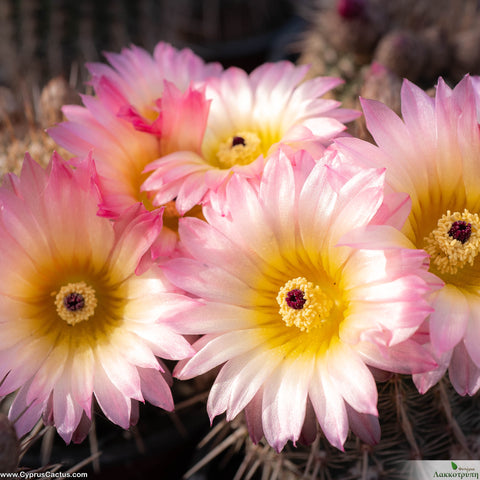 Parodia rutilans