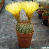 Notocactus vanvlietii