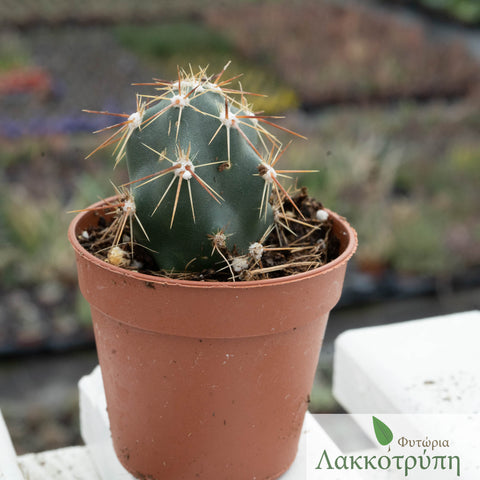 Opuntia invicta