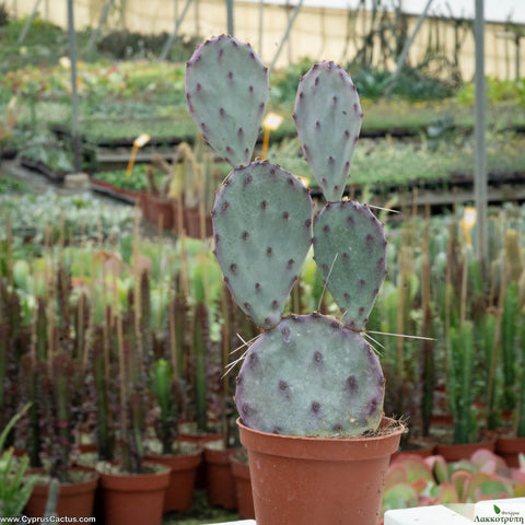 Opuntia santa rita