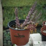 Orbea halipedicola
