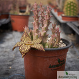Orbea speciosa