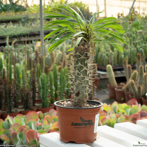 Pachypodium lamerei cristata