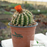 Parodia mairanana