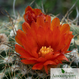 Parodia mairanana