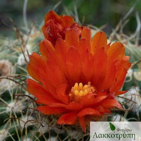 Parodia mairanana