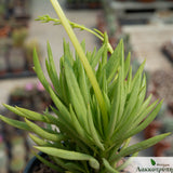 Peperomia axillaris
