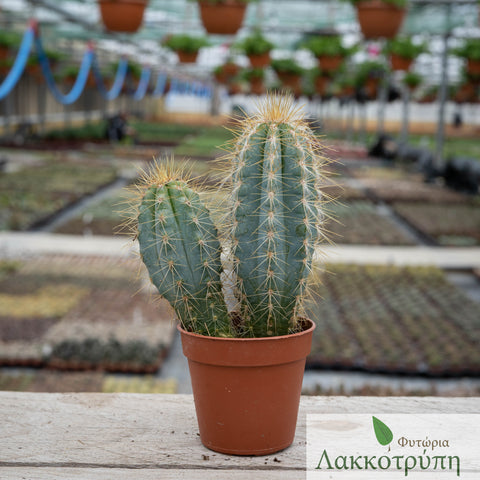 Pilosocereus odilensis