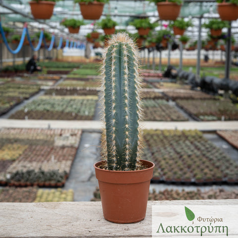 Pilosocereus fulvilanatus