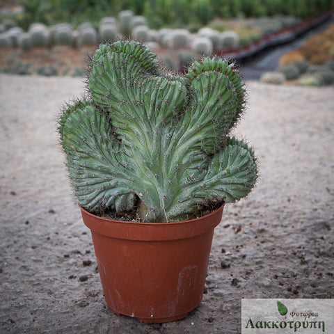 Polaskia chichipe cristata