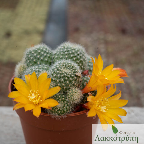 Rebutia fabrisii