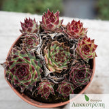 Sempervivum sp