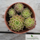 Sempervivum sp