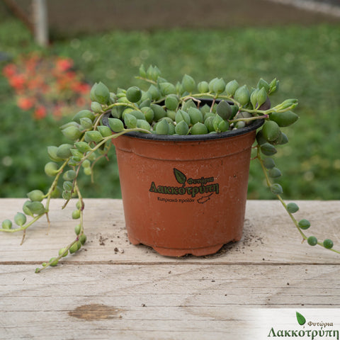 Senecio rowyelanus
