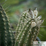 Setiechinopsis mirabilis