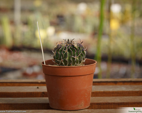 Stenocactus pentacanthus