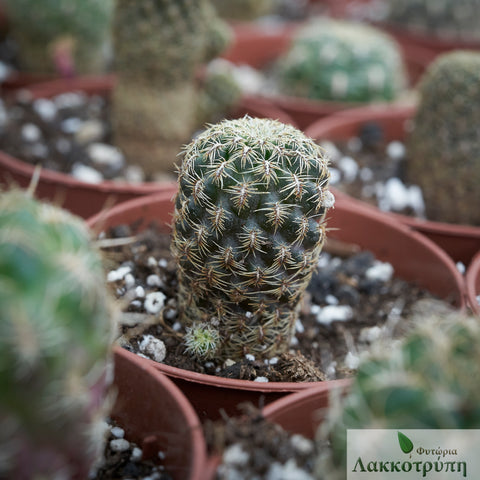 Sulcorebutia gemmae