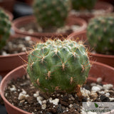 Sulcorebutia menesesii kamiensis
