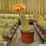 Trichocereus lak2105_03