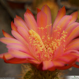 Trichocereus lak2105_07