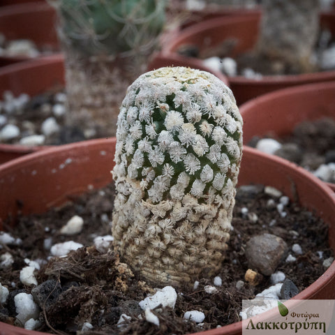 Turbinicarpus valdezianus