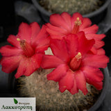 Mammillaria senilis