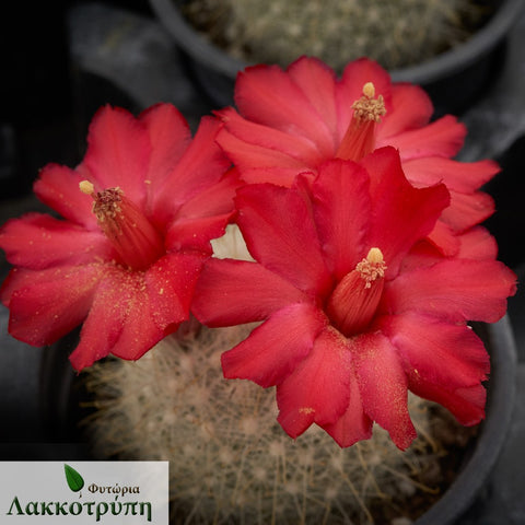 Mammillaria senilis