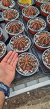 Gymnocalycium mihanovichii variegata