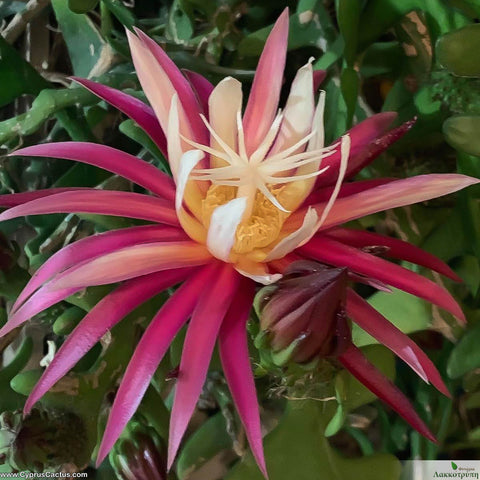 Selenicereus anthonyanus